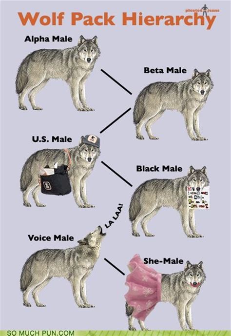 omega wolf ranks explained.